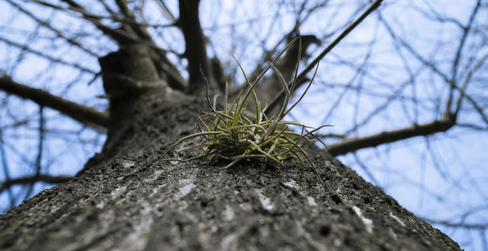 Arbol seco - dry tree 