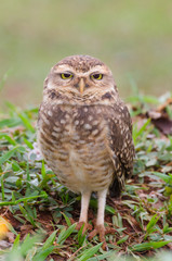 Owl with beautiful yellow eyes watching intently in open field.