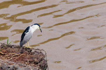 Hunting bird on the river's edge. Bird also known as Soco Dorminhoco bird in Brazil, a type of...