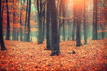 Foto auf Acrylglas Herbst Autumn landscape, trees and leaves. Fall scene