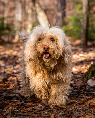 A Dog In The Forest