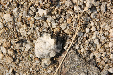 Крупные черные муравьи на белых камнях.