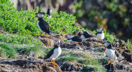 Atlantic puffin (Fratercula arctica) going about their business, making nests and new puffins as...