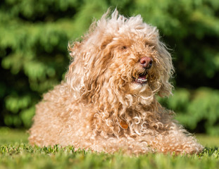 Poodle Taking It Easy