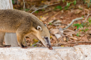 Coati walking on a concrete curb