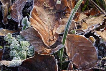 Rauhreif auf Herbst-Blättern