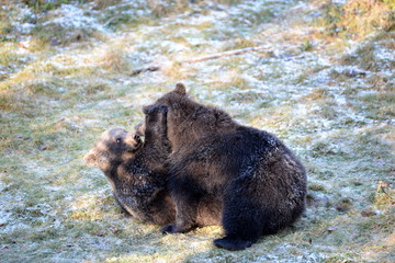 Obraz premium Geschwisterliebe, zwei junge Braunbären wälzen sich verspielt im von Raureif bedeckten Gras
