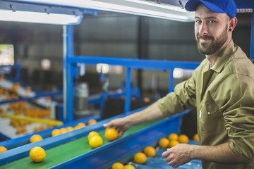 Worker on orange farm picking oranges from conveyor belt