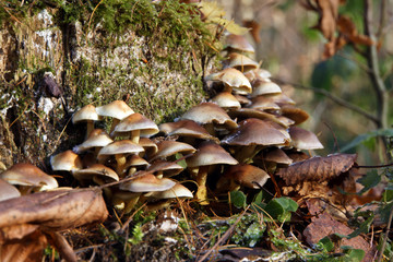 Schwefelköpfe (Hypholoma spec.)