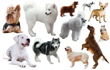 dog breed set