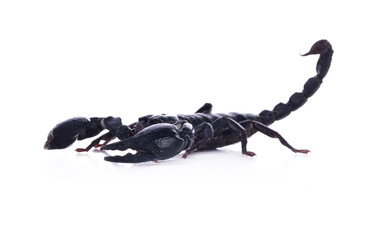 Giant Asian black scorpion