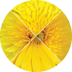 Collage in the form of a circle of fragments summer yellow flowe