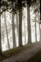 Obraz premium Rural road through the autumn park on a misty morning.