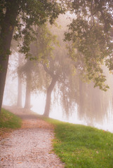 Fototapety  Wiejska droga przez jesienny park w mglisty poranek.