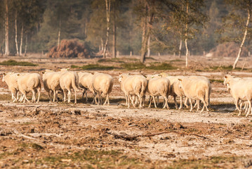 Obraz na płótnie Canvas sheep in the early morning light