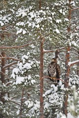 Eagle on a snowy tree in winter. Birds of prey in winter. White-tailed eagle.