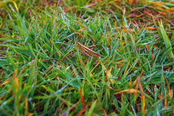 Early morning in the suburbs. Grasshopper sits in the grass with the dew.