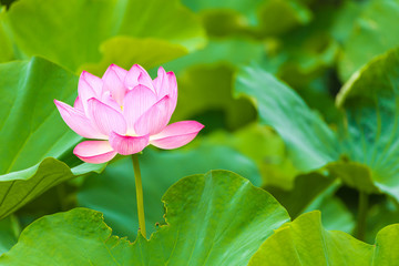 Obraz premium The Lotus Flower.Background is the lotus leaf.Shooting location is the Sankeien in Yokohama, Kanagawa Prefecture Japan.