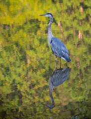 Great Blue Heron Wading