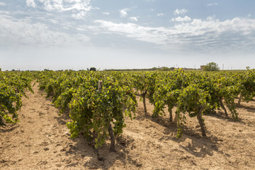 Fototapeta na wymiar vineyards in dry summer ground