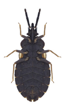 Bug Aradus betulae on a white background