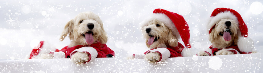 Christmas puppys