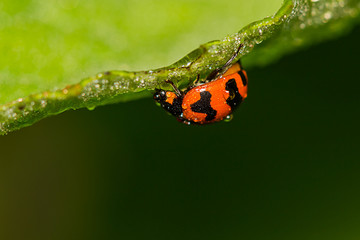 ladybird beetles