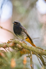 Black Redstart siting on the branch