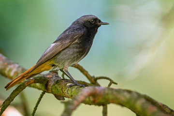 Black Redstart siting on the branch