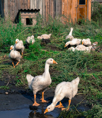 Geese are drinking water