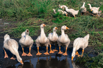 Geese are drinking water
