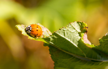 Ladybug on a leaf - Shallow depth of field