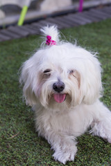 Bichon Maltese. Small white dog.