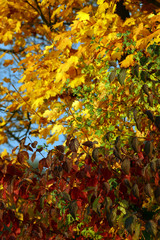 Herbst Herbstlaub Herbstfärbung