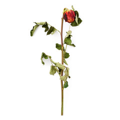 Dried red rose over the white isolated background