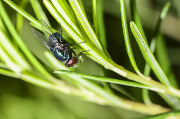 Fly on Grass