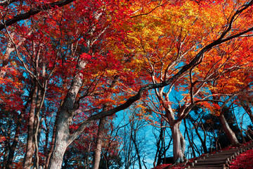 木々の紅葉