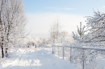 Winter rural landscape with snowy trees and fence