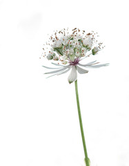 Zarte Blumen in Garten