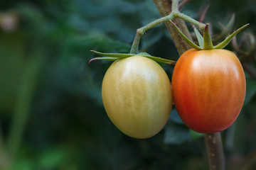 Tomatoes on vine