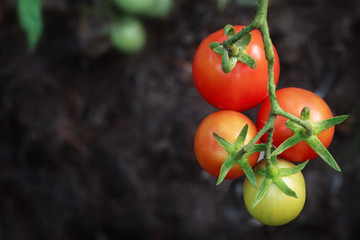Tomatoes on vine © andrewhagen