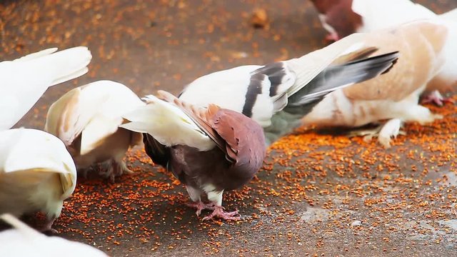 Pigeons peck grains on the pavement