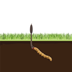 Vector illustration with a Cordyceps Sinensis herbs.