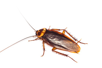 Top view a dead cockroach on white background © notwaew