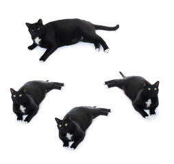 Lying black cat isolated over the white background