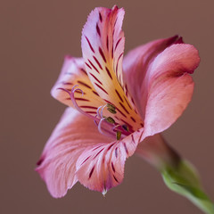 Peruvian Lily