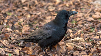 Black raven on forest floor with leaves.