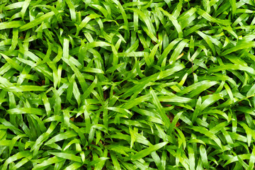 The grass background