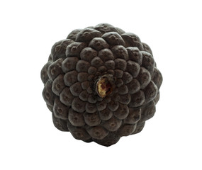 Brown pine cone isolated on white background