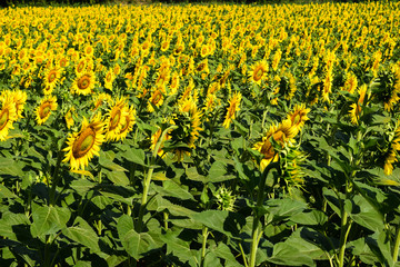 Girasoli